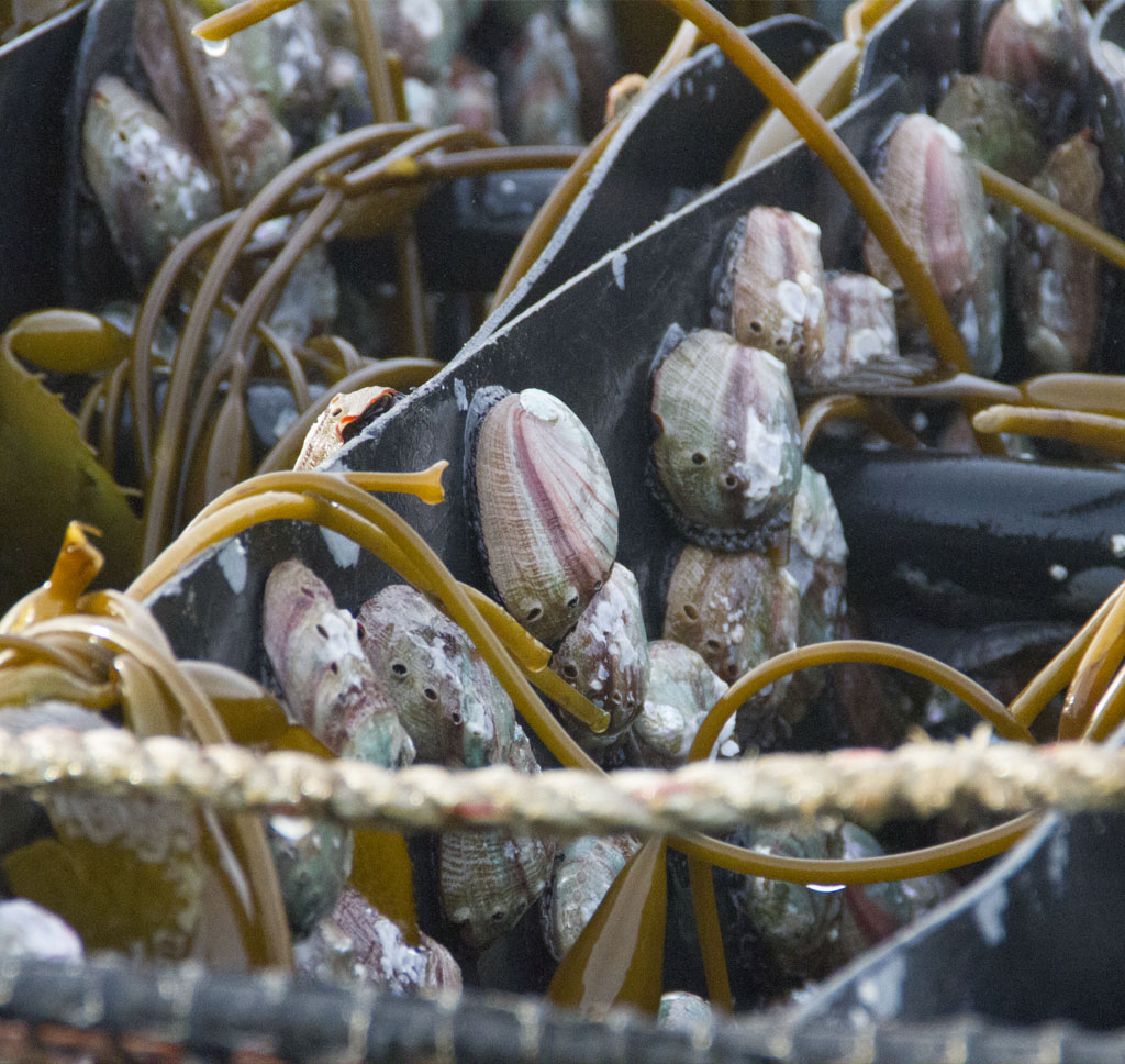 Chilean Abalone