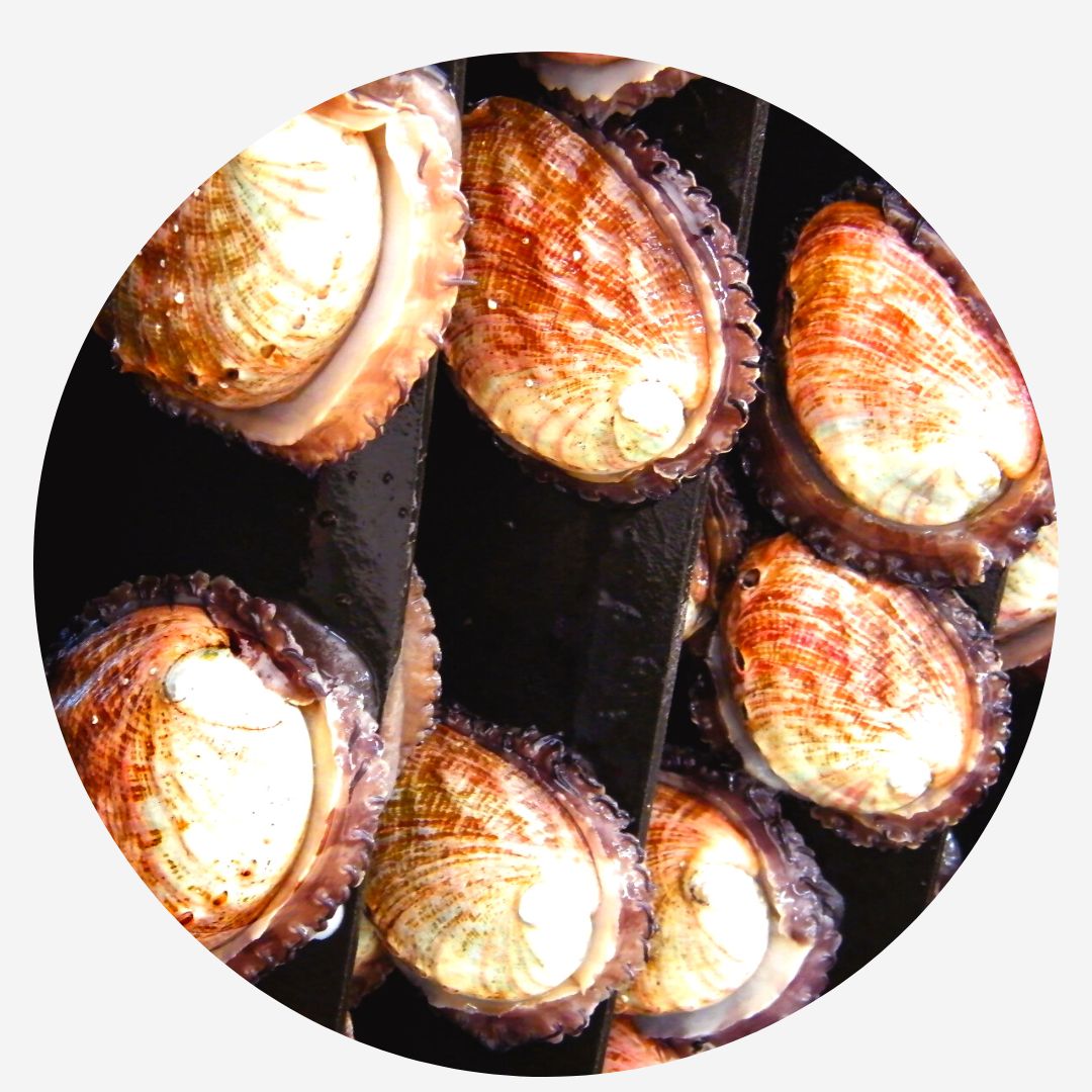 Chilean Abalone