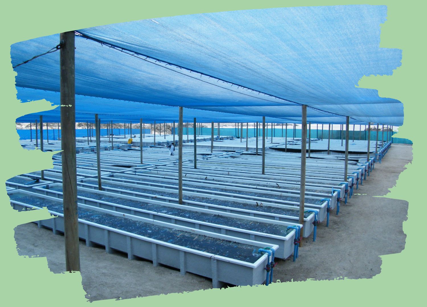 Chilean Abalone Farm Caldera