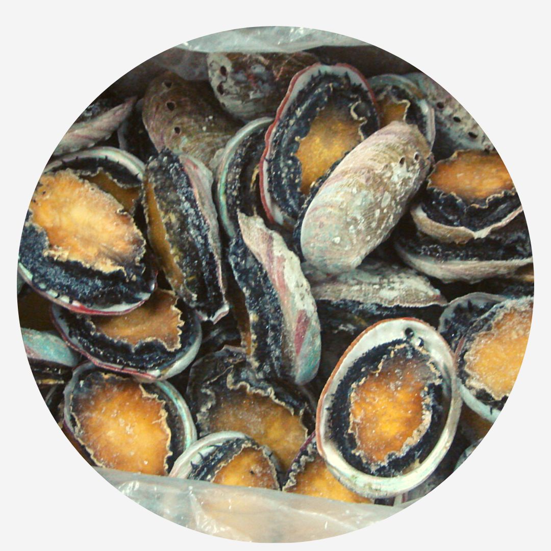 Chilean Abalone