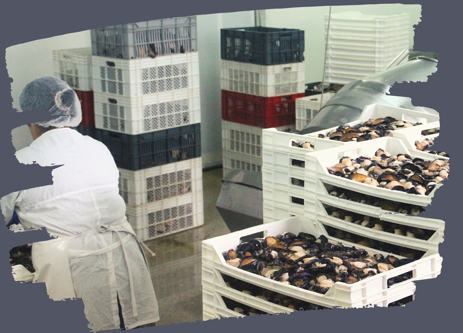 Chilean Abalone Processing Plant