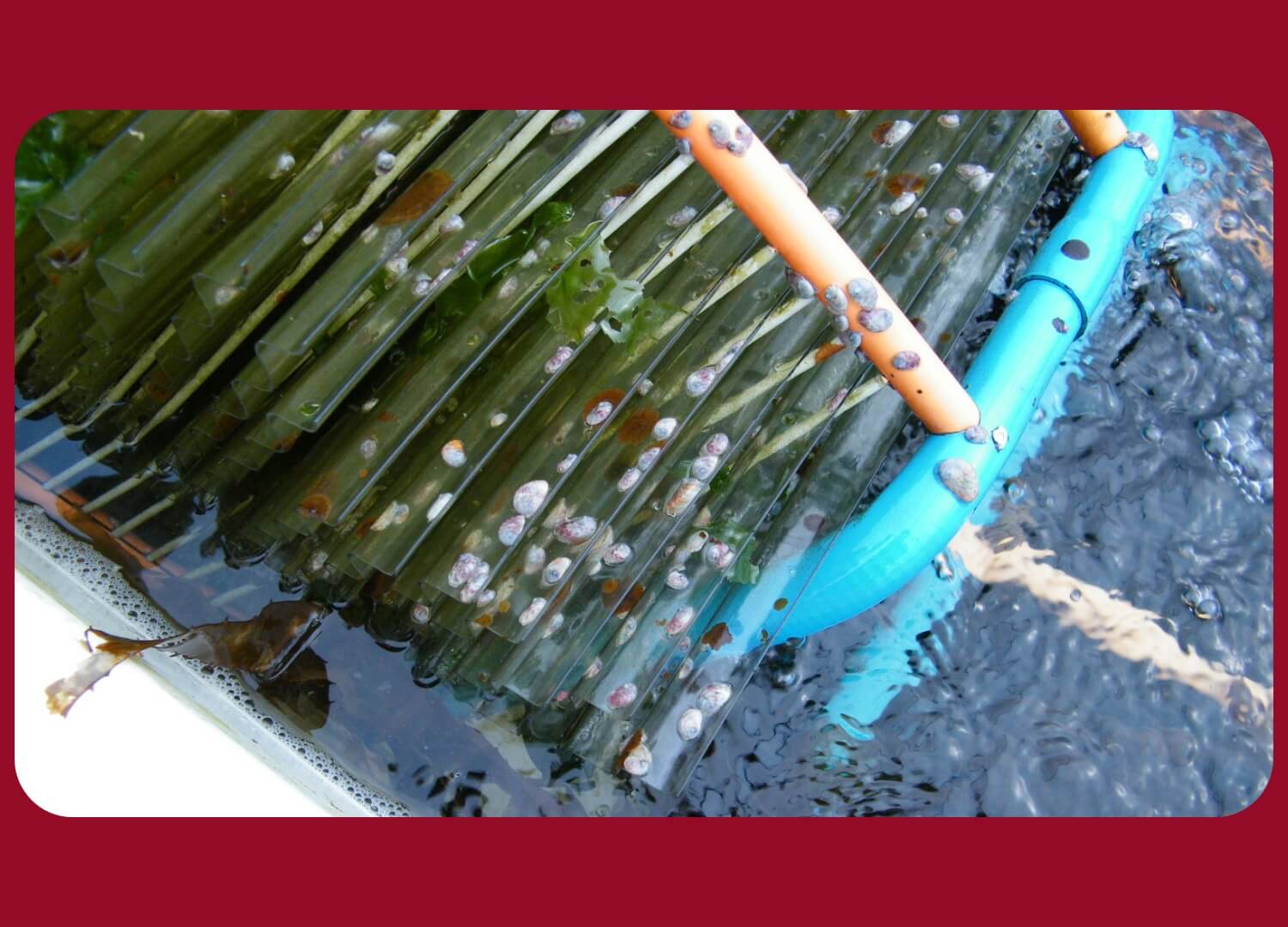 Chilean Abalone Farm